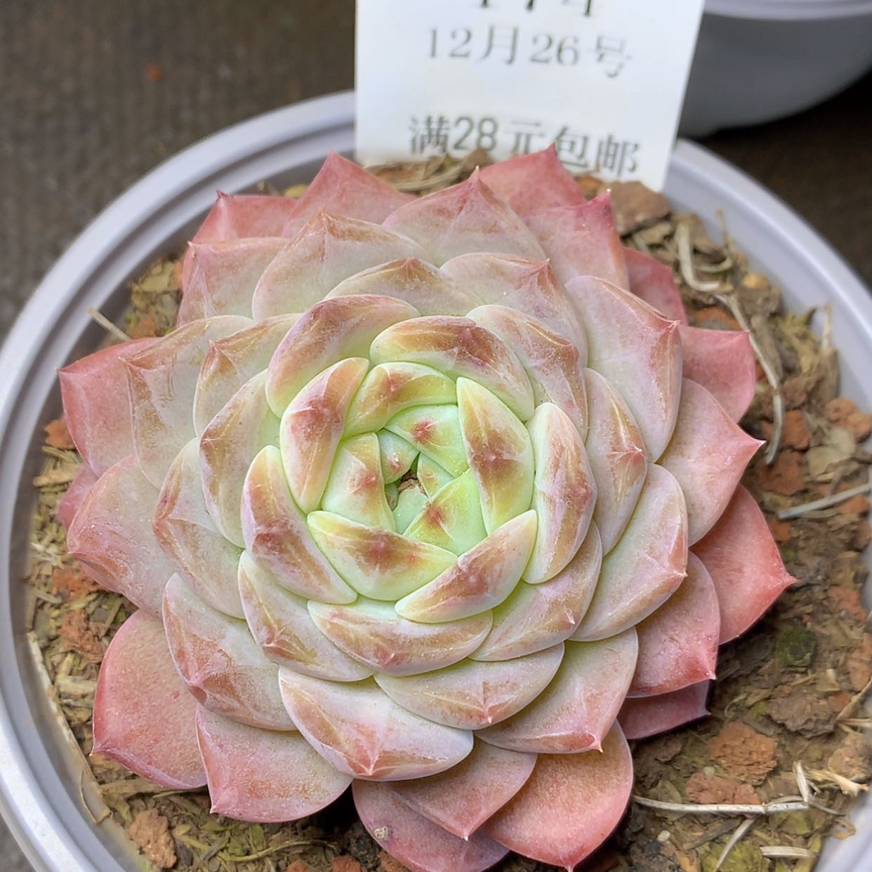 【闪购商品】云174号老佛爷8厘米