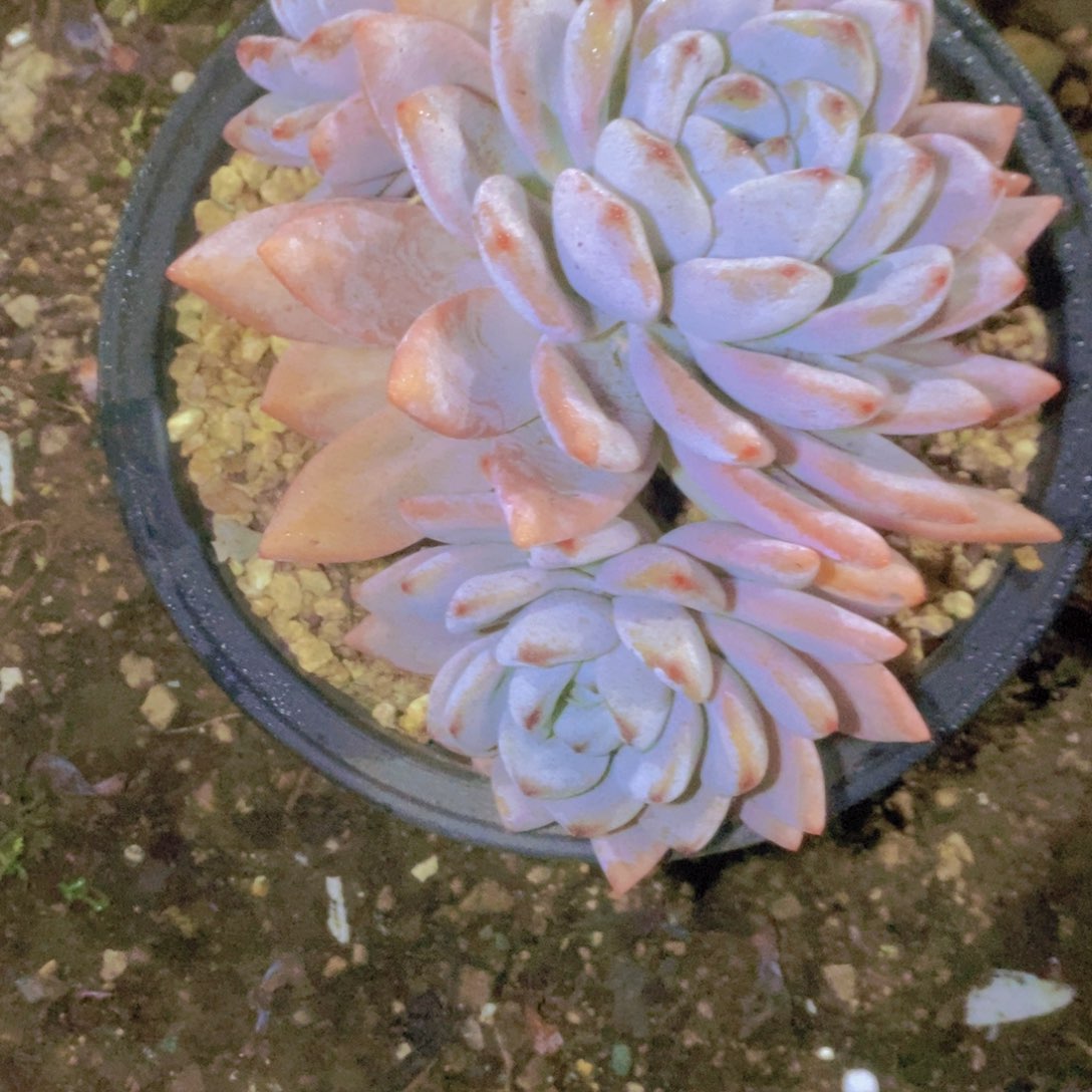 Y***：箱拍一单包邮一物一拍