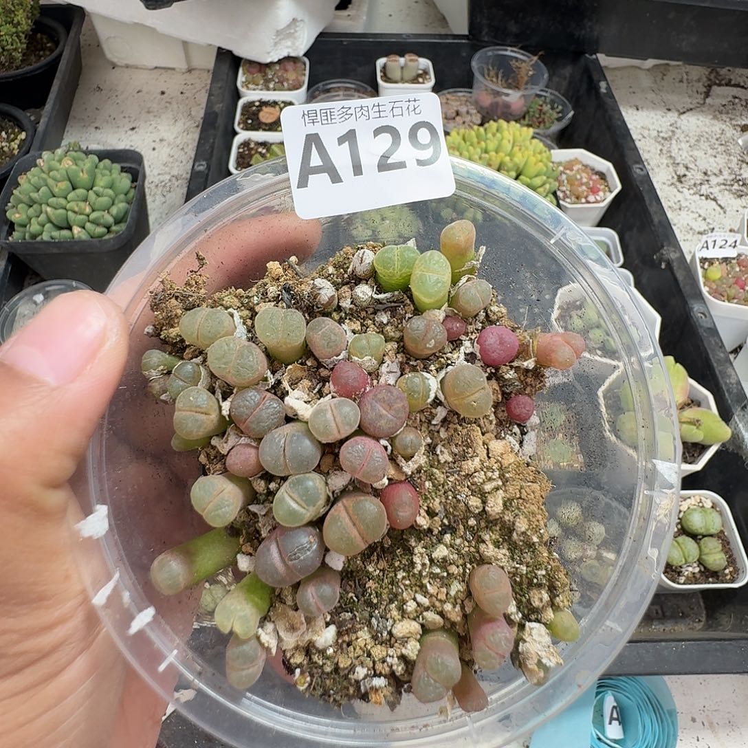 129多肉植物多肉植物