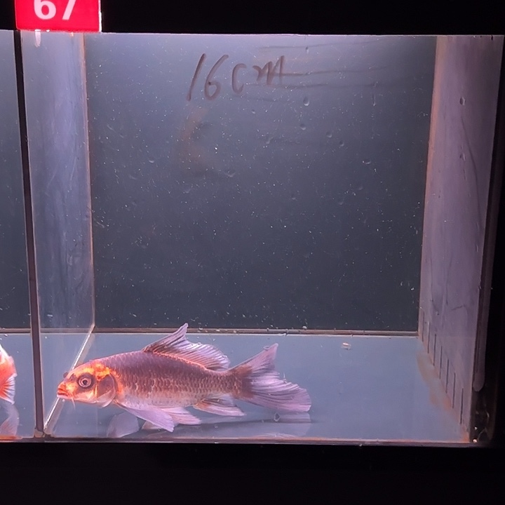 蝴蝶鲤鱼67号灰鳍红猫