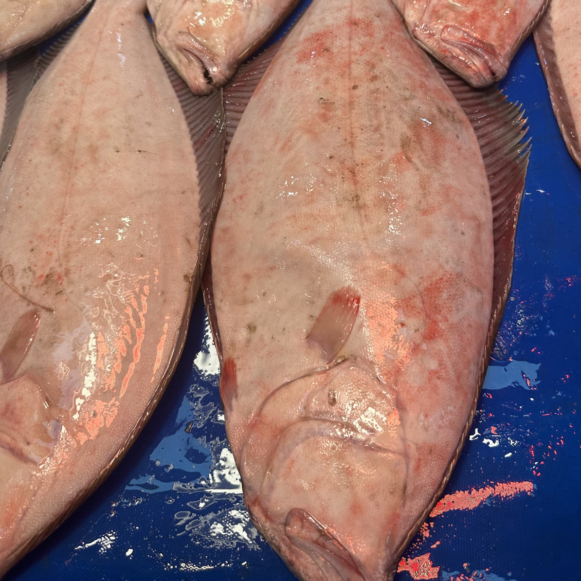 鸦片鱼 多宝鱼新鲜捕捞