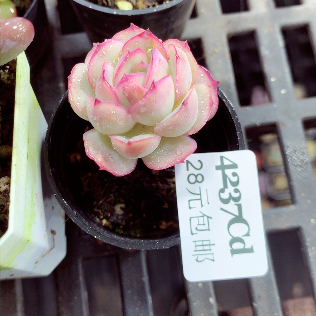 5厘米盆精控多肉4237