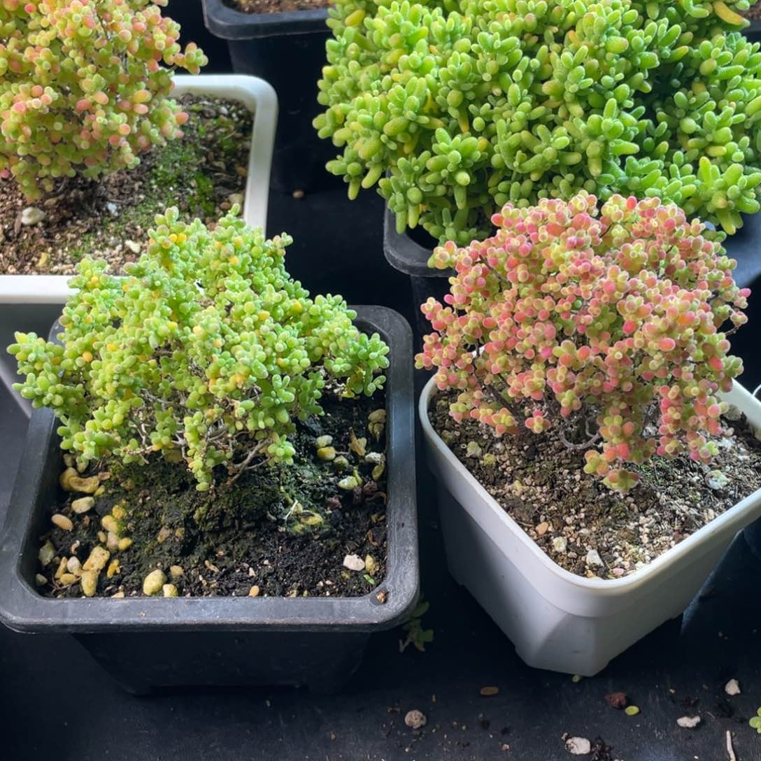 然*?蜜桔糖球。        