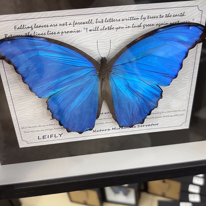 卿***上蝴蝶标本定制438@