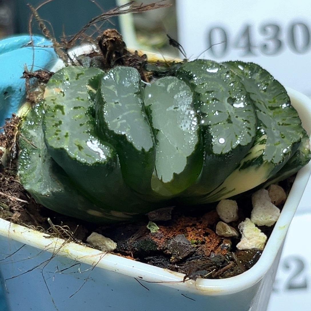 往***！恭喜发财大吉大利423