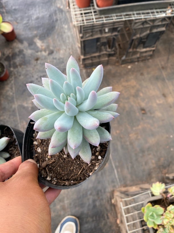 所罗门单头多肉植物脱土发货