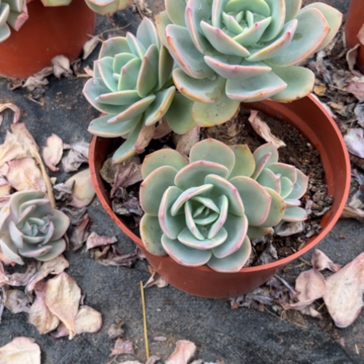 【闪购商品】梵*❄白凤