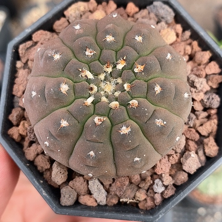 孤品实生完美品相超短豪刺怪龙丸4.5cm