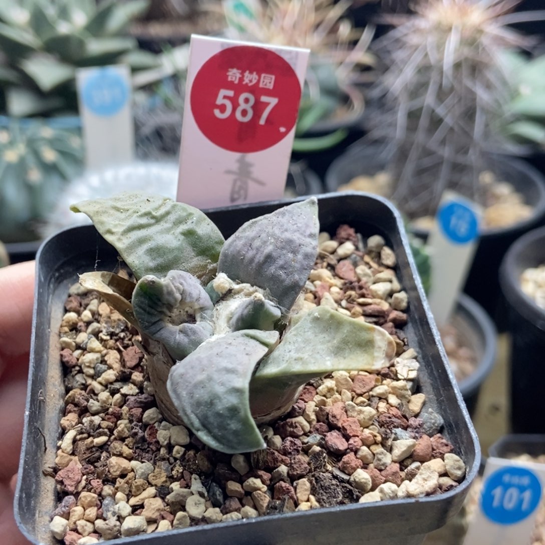 有疤牛舌牡丹一颗仙人球