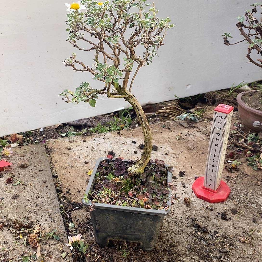 用***户完全开放盆景菊花