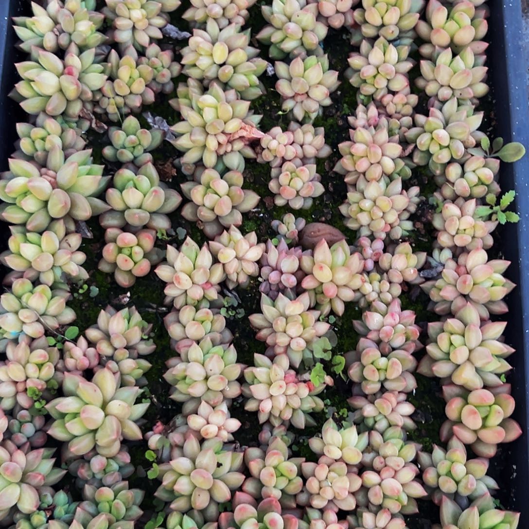 38颗 桔云多肉美人