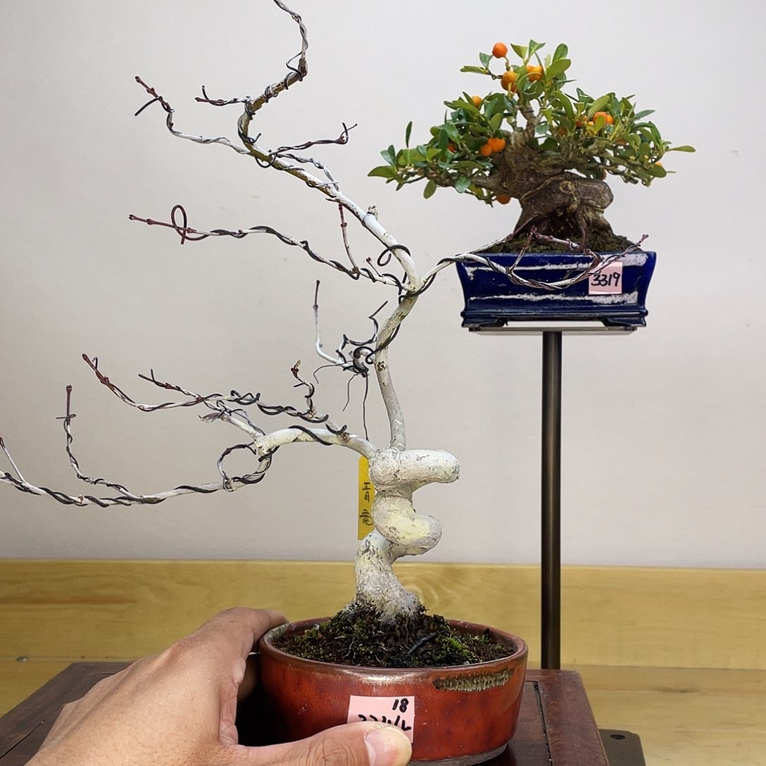 木本青竜羽毛枫盆栽