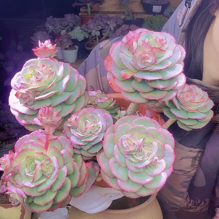 木***笑大克罗地亚玫瑰多肉植物一物一拍