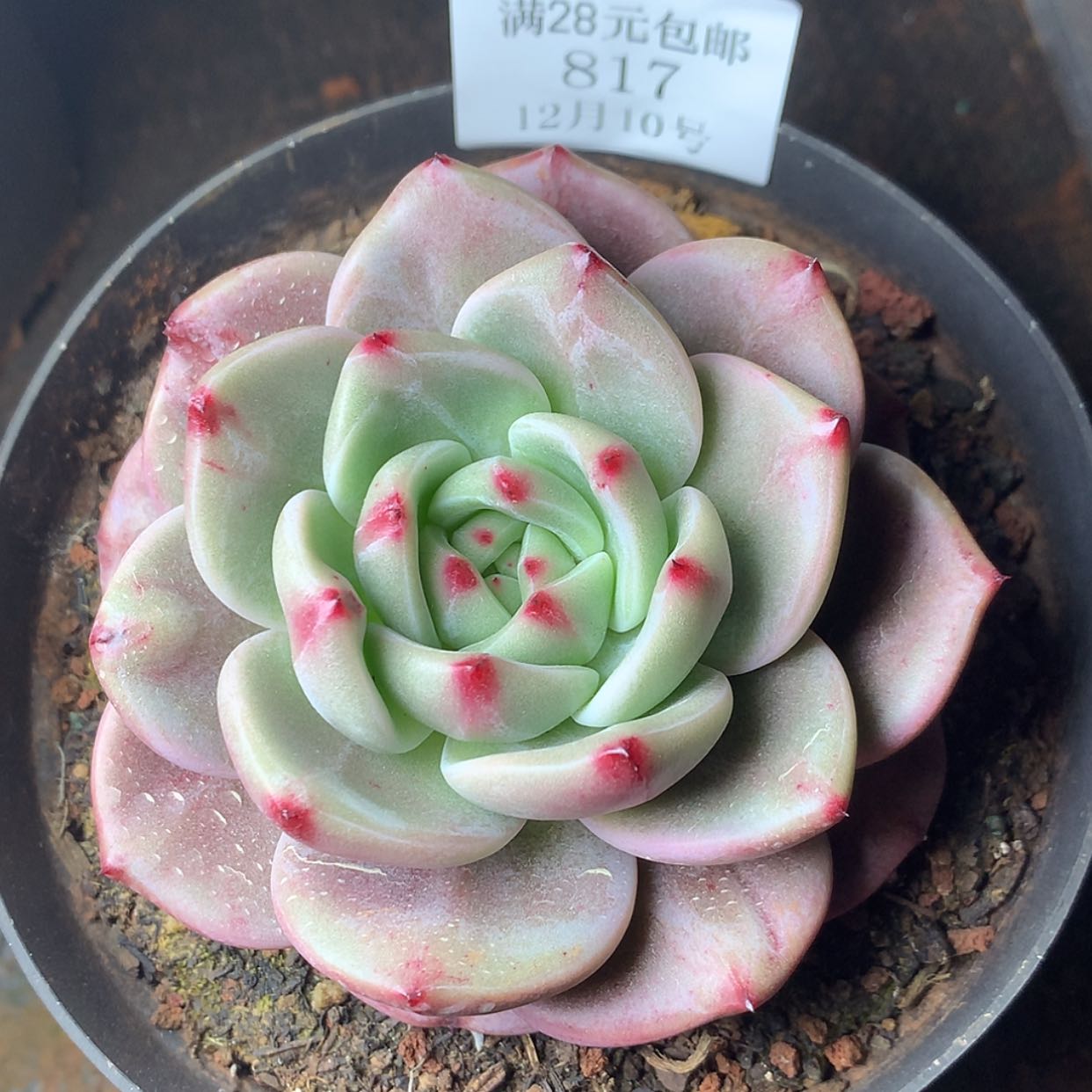 【闪购商品】云817号香槟玫瑰9厘米