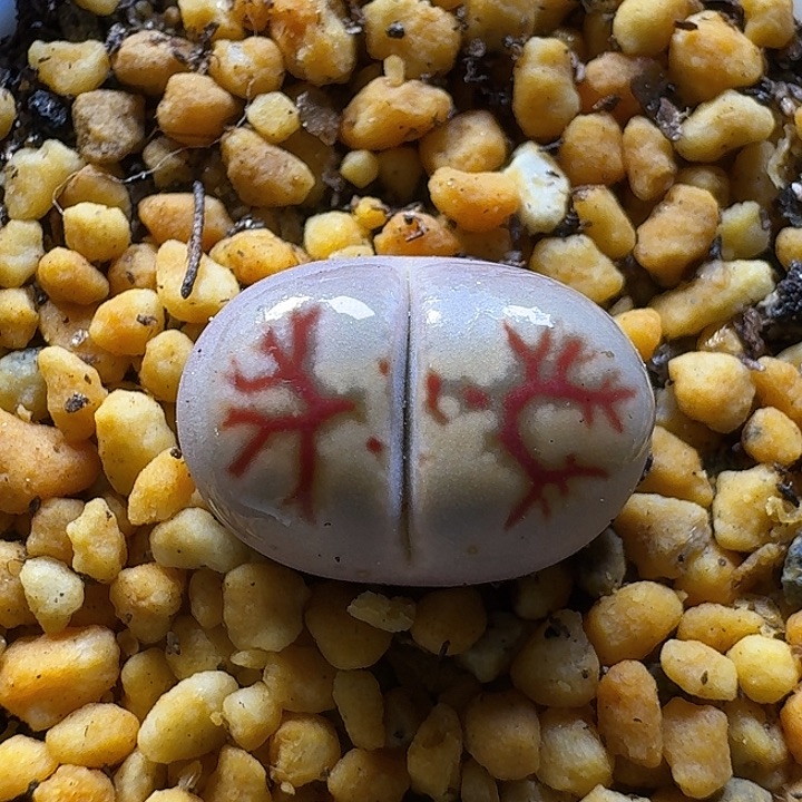 生石花11111。  佐罗。  237
