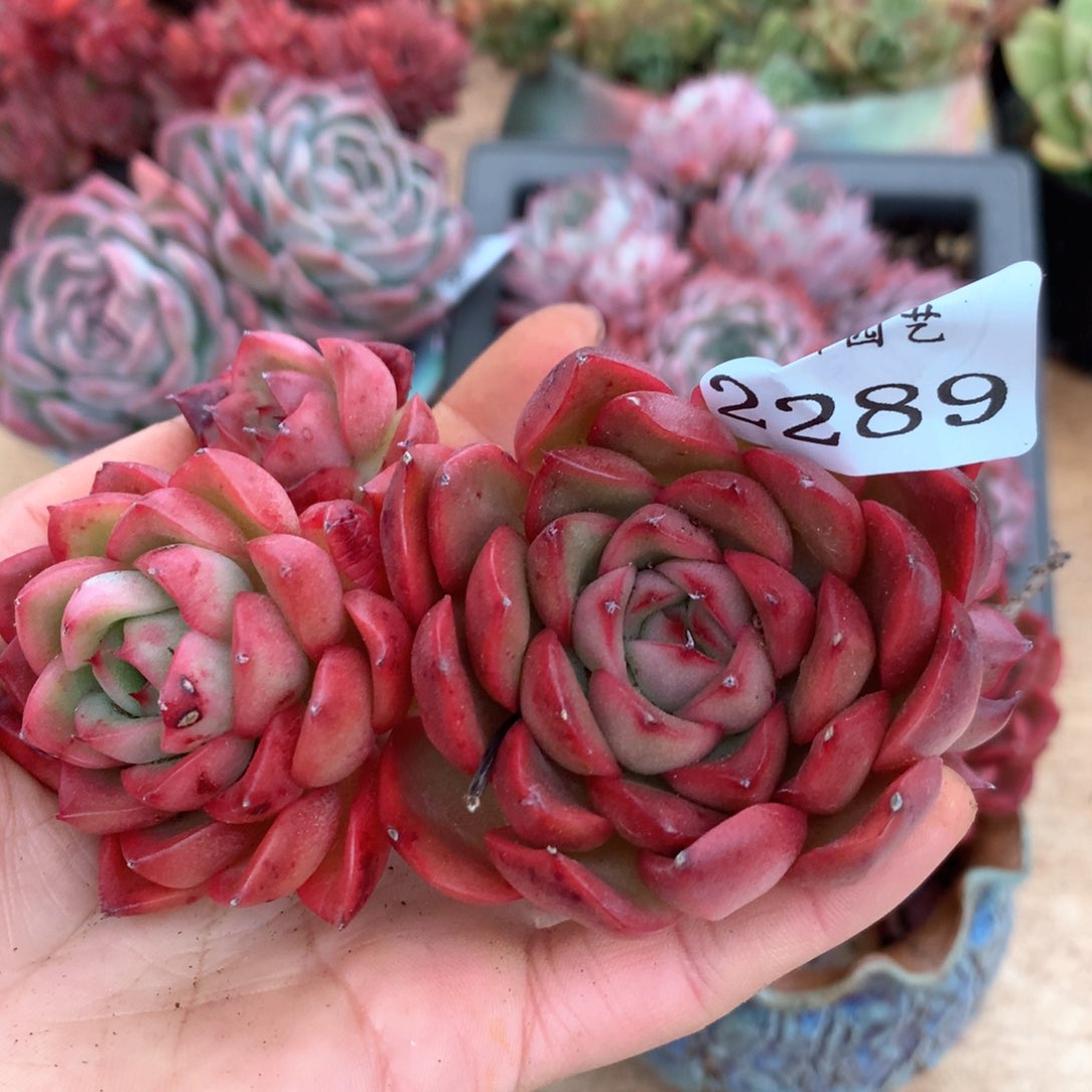 2289杂交多肉植物