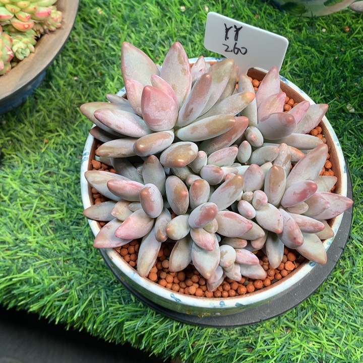 企鹅潜力股多肉寄养
