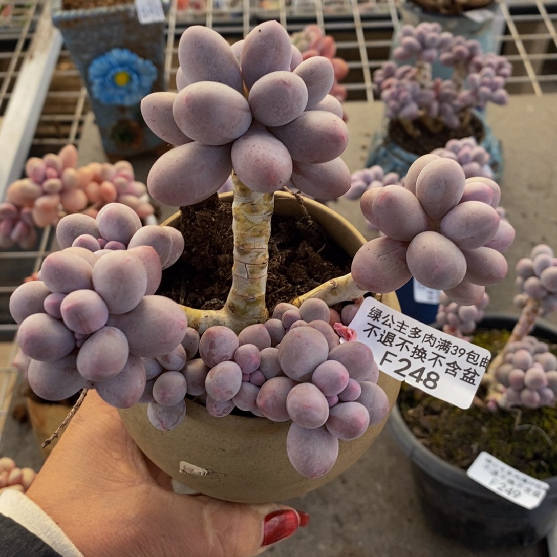 香水手指248/10c m