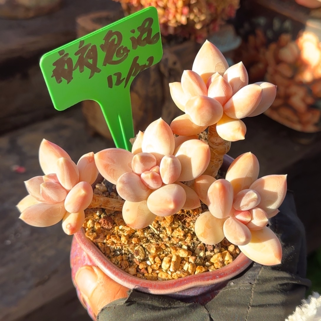 ****混多肉植物多的植物