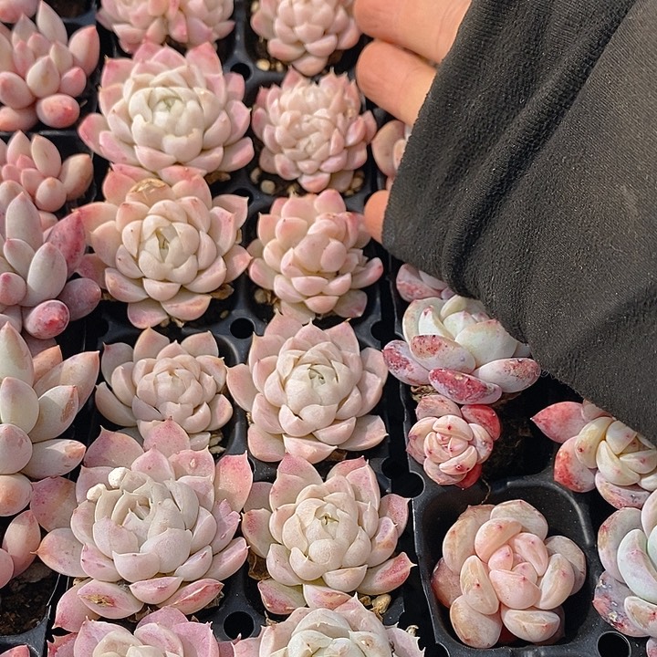 224 多肉植物盆栽花卉植物