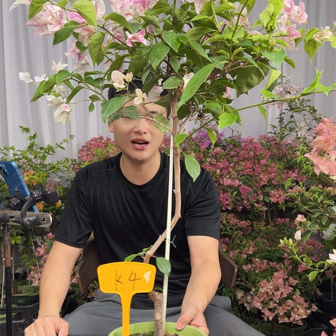 幸***运当前无花栽培后可以开花K4漳红樱