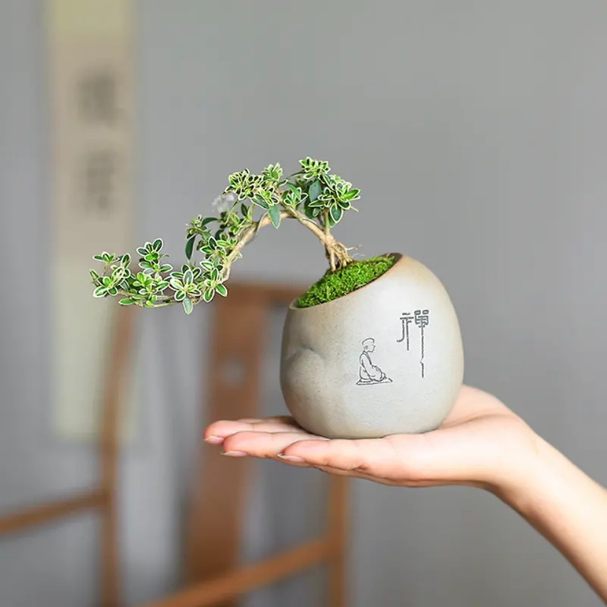 悬崖金边六月雪造型养殖盆景艺术创意桌面绿植混合茶几摆件