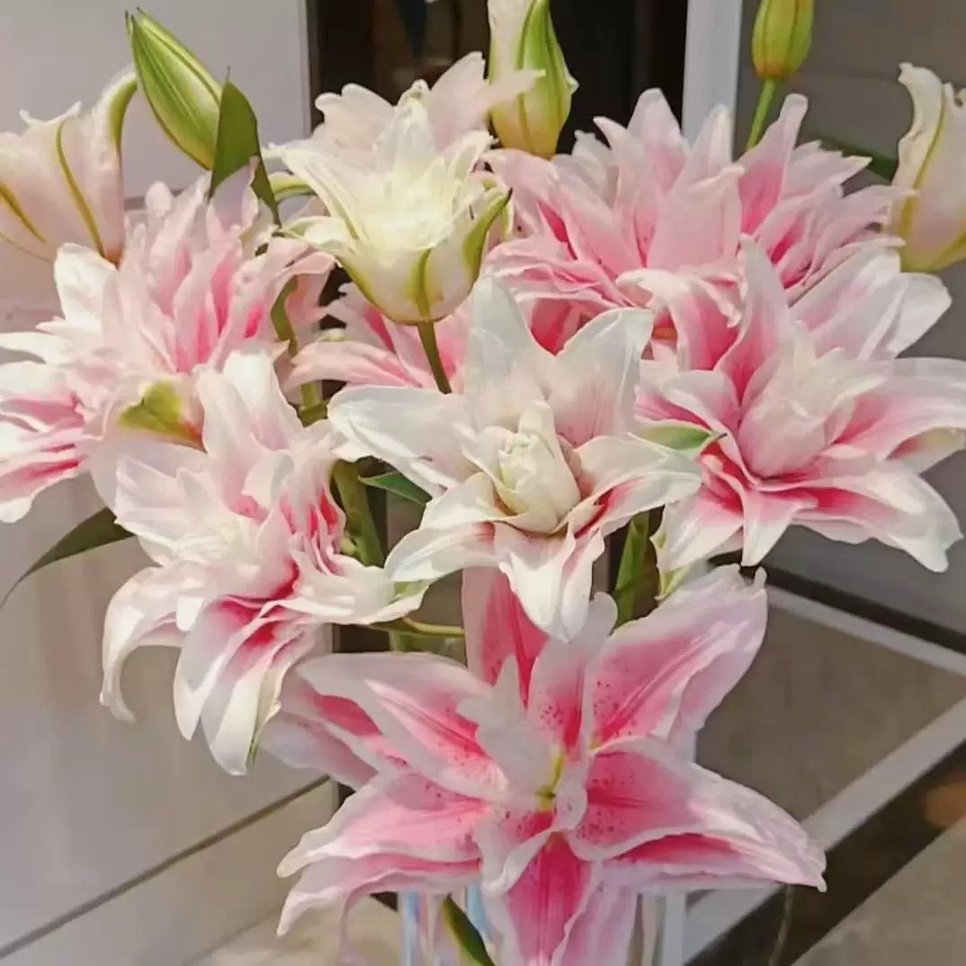 狗子家特价百合伊沙贝拉