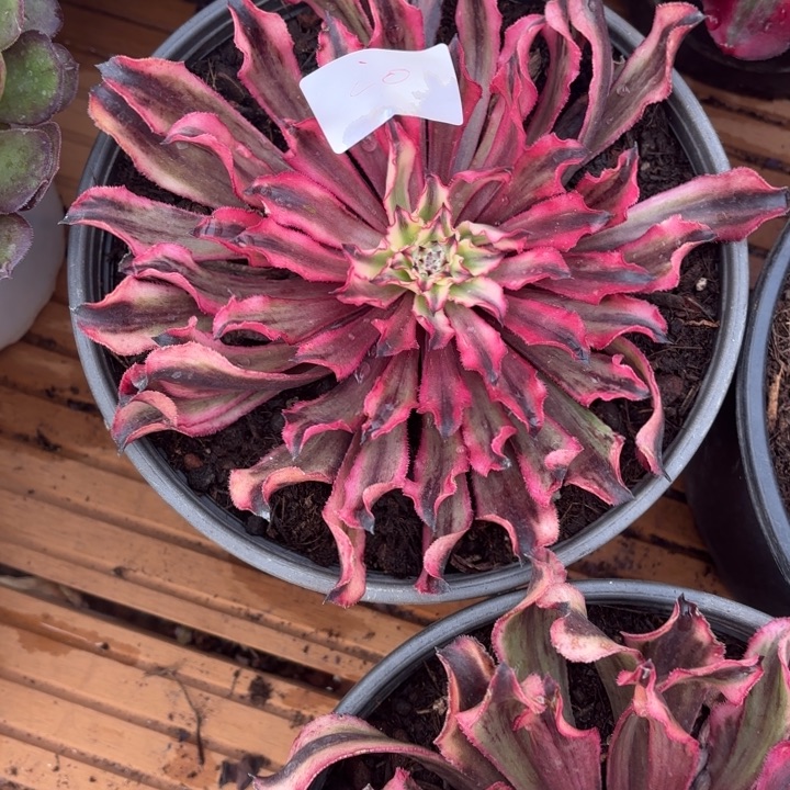 云南幽灵公主好看20号