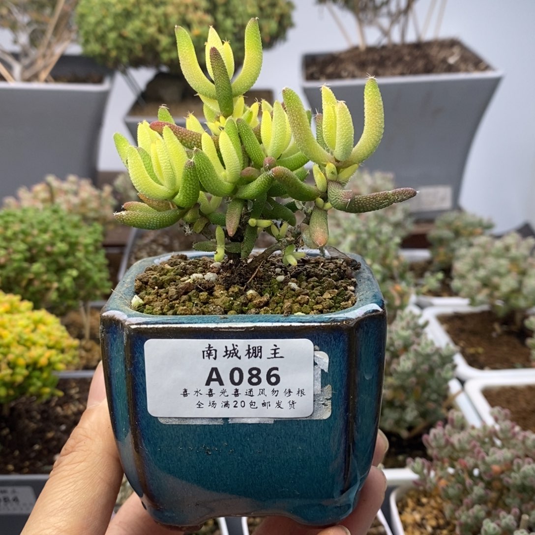 086玉米锦枝干番杏