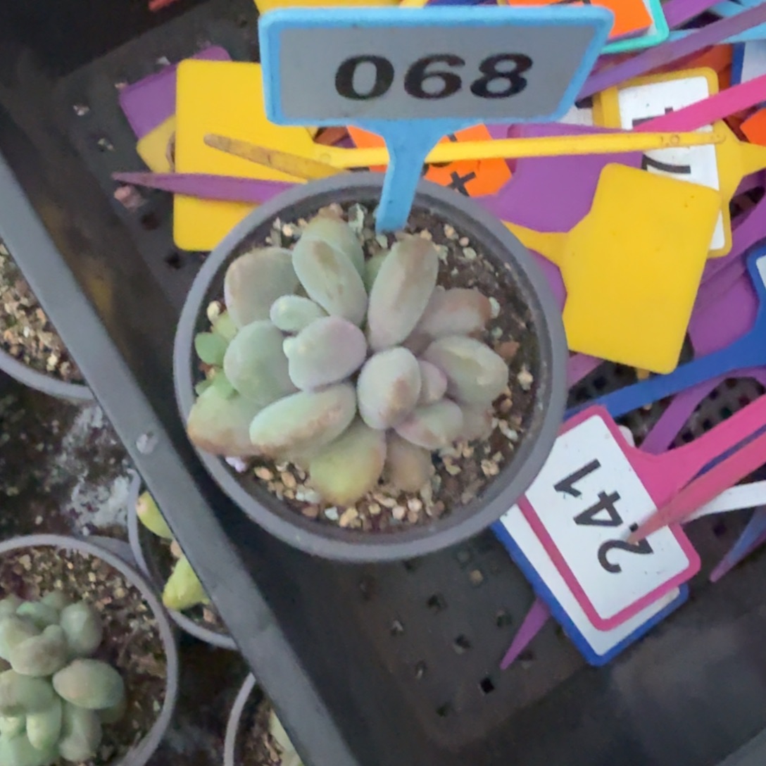 枯***春多肉植物胖体x系068