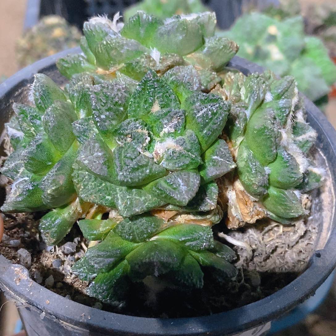 无花朵福利自根辛顿牡丹群979