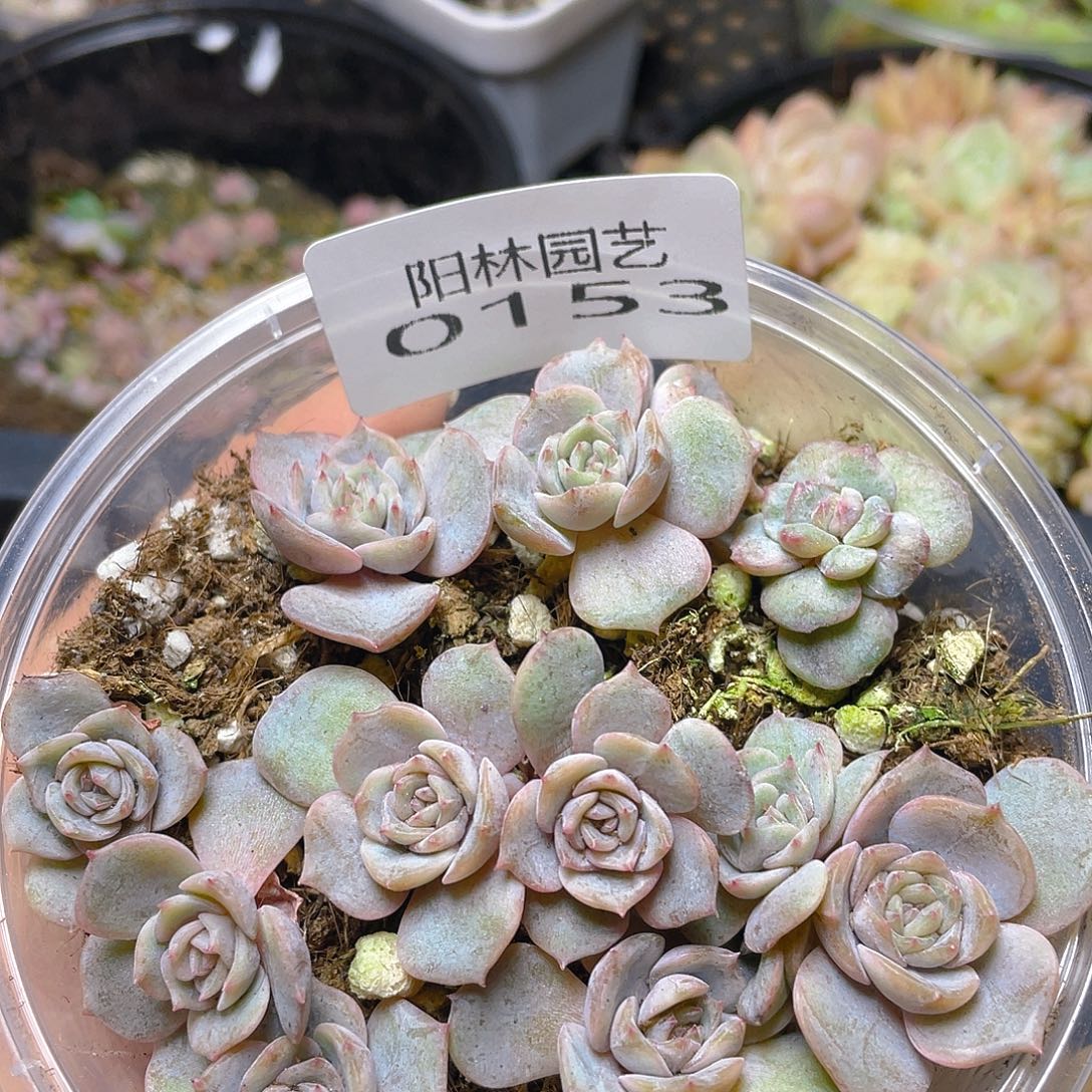 多肉植物多肉植物153