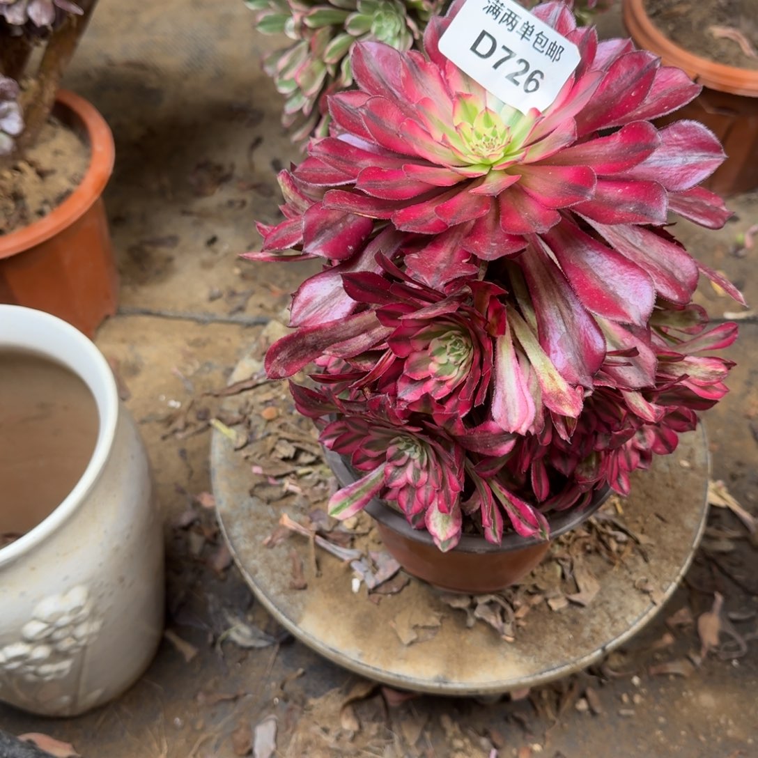 726红白法师多肉