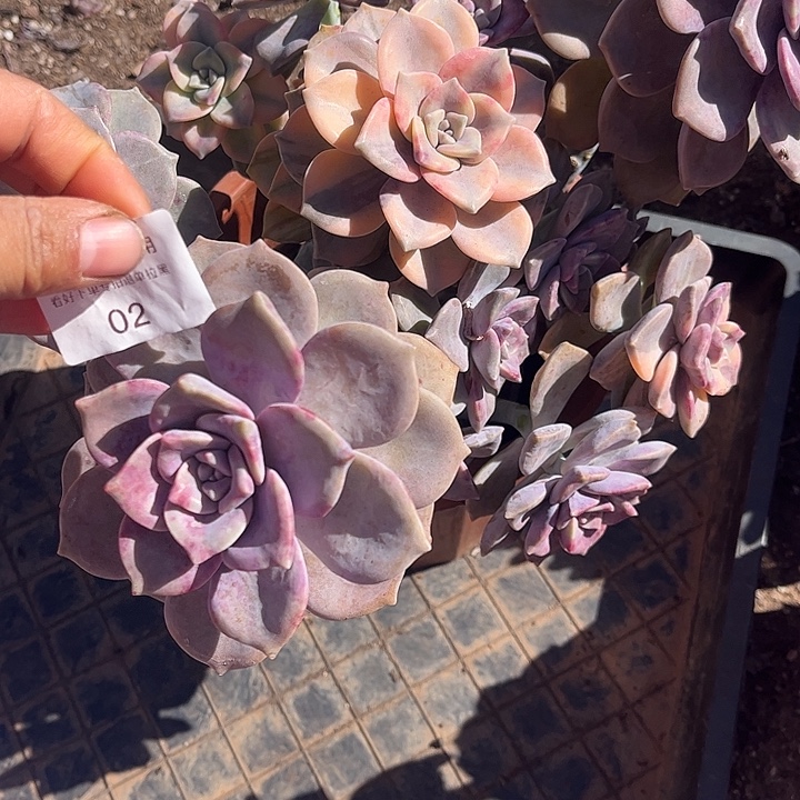 岚***姐紫乐锦群，一物一拍