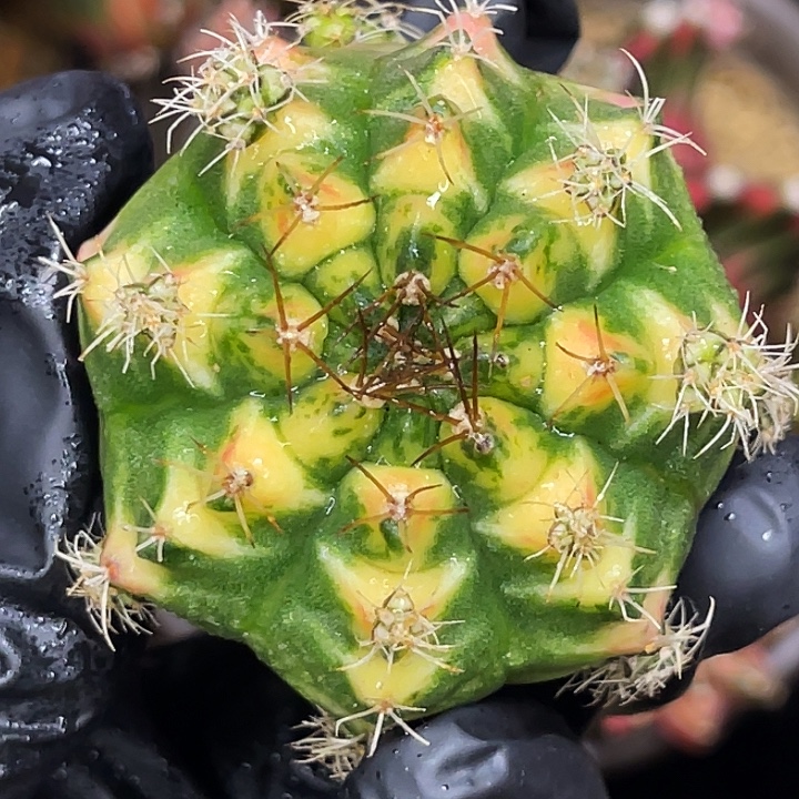 大橘猫臀 一物一拍 