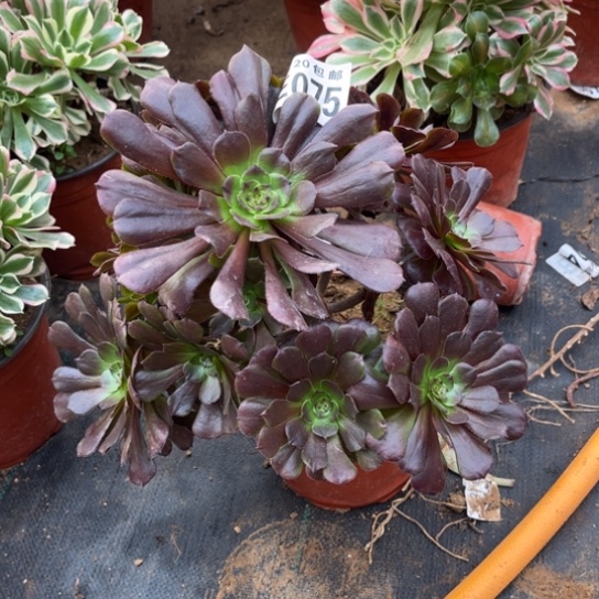 075黑萝莉不包断枝