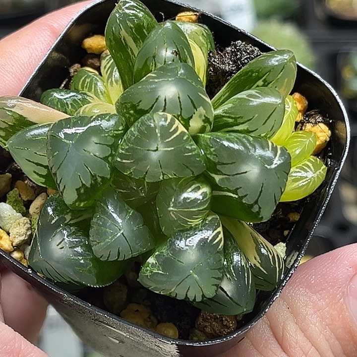 194多头大窗老川玉露锦