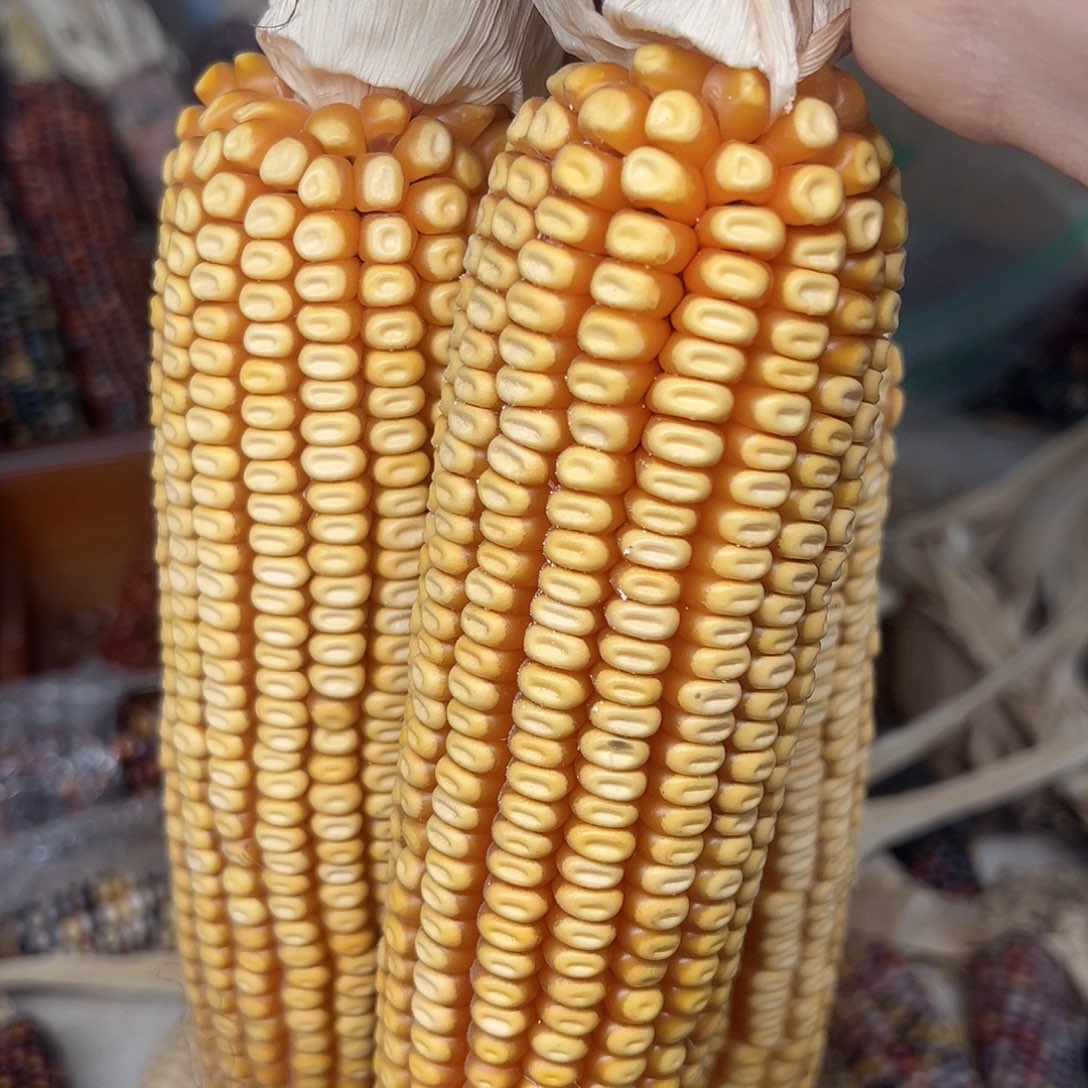 ?**耶文玩玉米毛料精品