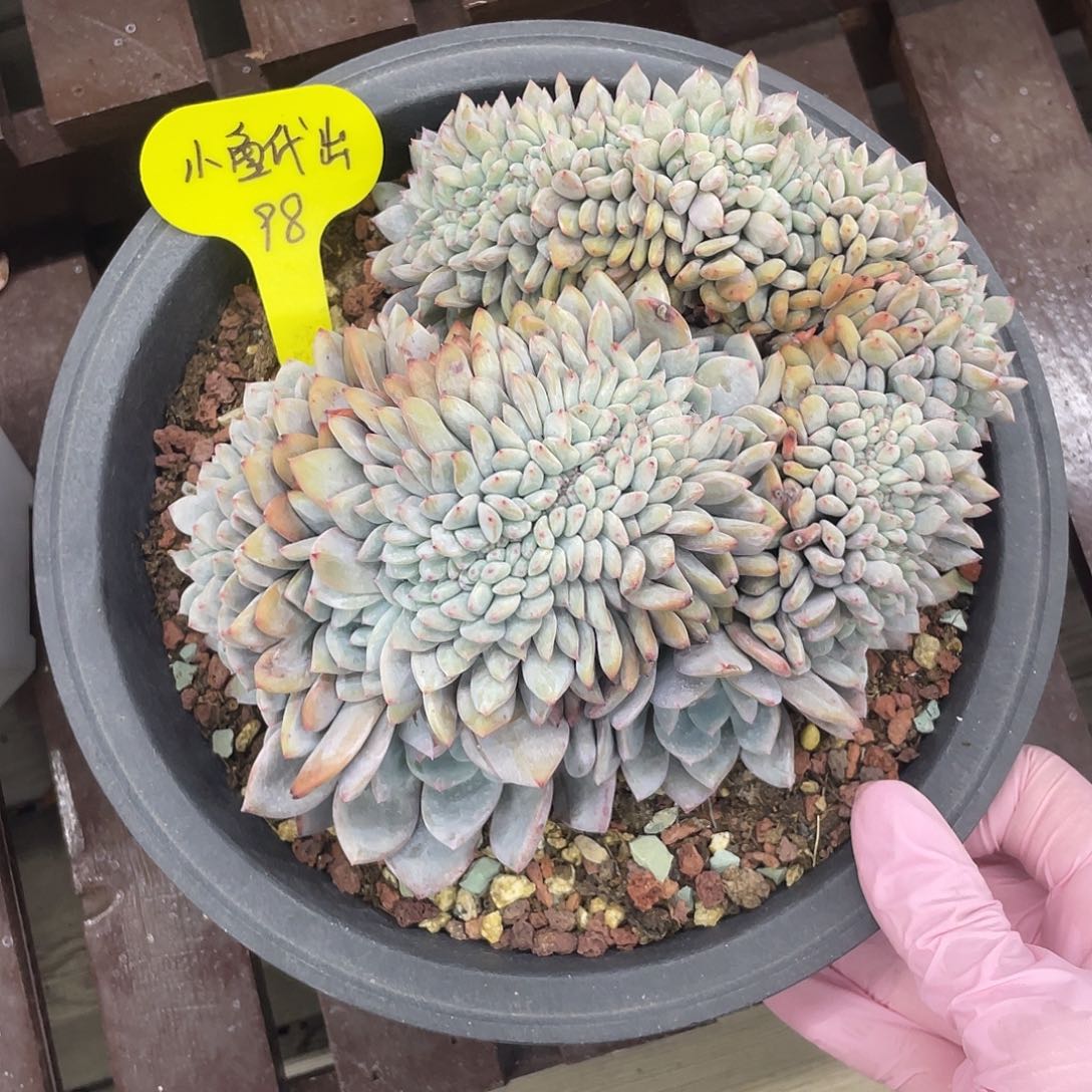 小鱼乖乖寄养代售，星影缀化，98元