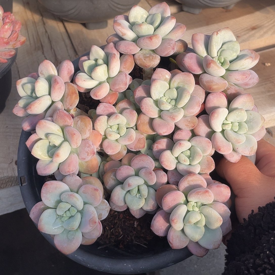 香水洛神老桩多肉642