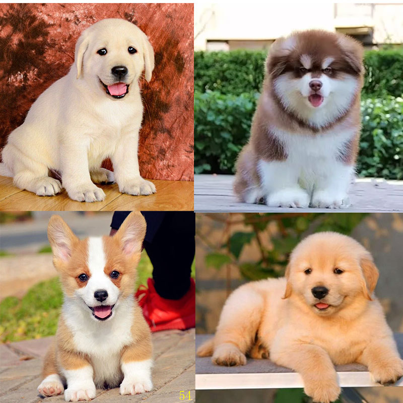 （阿文3号）双血统沙滩金 金毛幼犬 阿拉斯加   拉布拉多 柯基