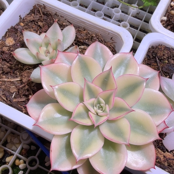 一代斗牛士锦多肉植物