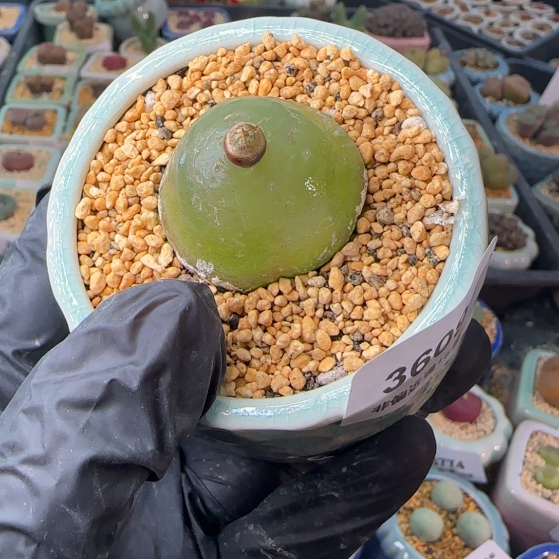 3609--一物一拍 带盆