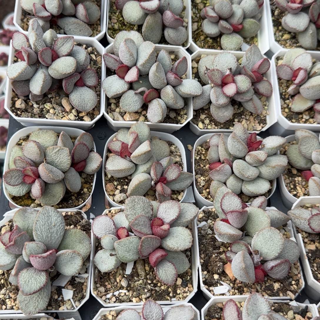圣姬多肉量拍链接