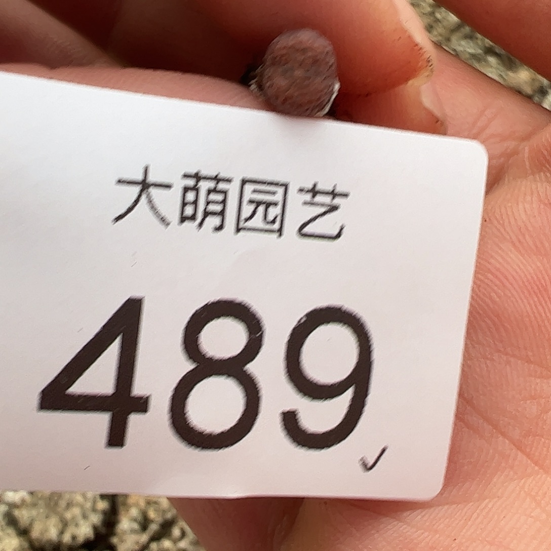 芝***）一物一拍。        489