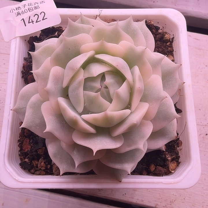 1422露娜莲锦多肉植物