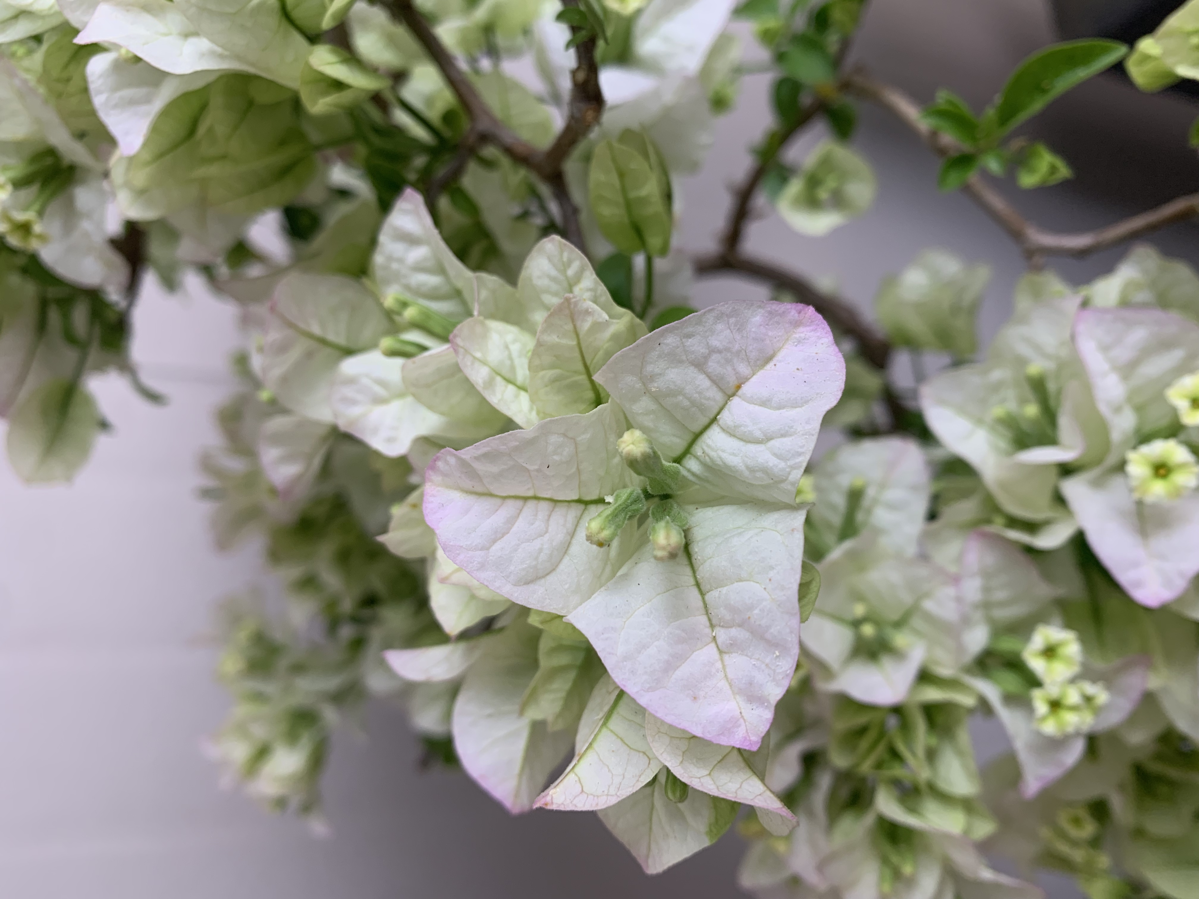 【一物一拍】三角梅盆景链接（以基地直播间实物为准老桩）