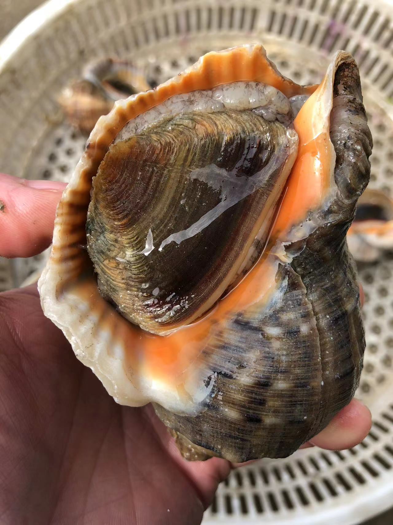 活鲜海螺海鲜新鲜海捕贝类水产顺丰快递