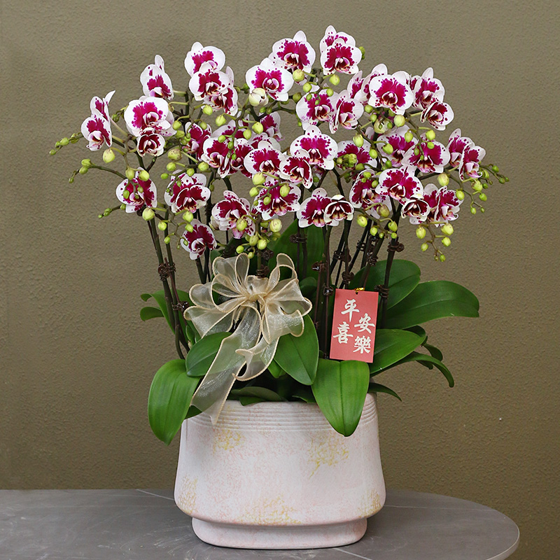 蝴蝶兰【白金熊猫】 带花带盆组好伴手礼婚礼送礼茶桌客厅美化装饰