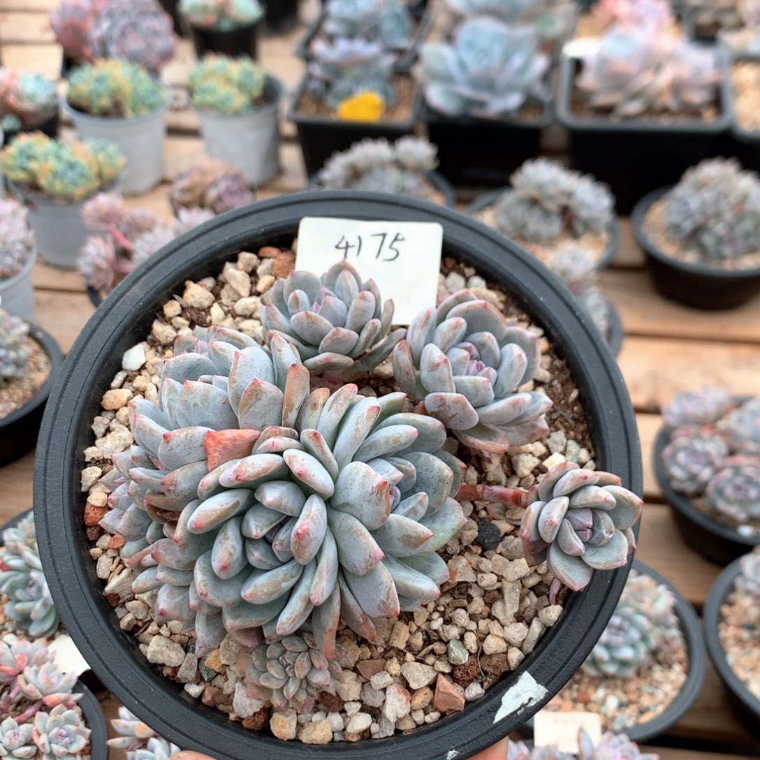 13厘米九头有砍带缀石榴籽 特价4175